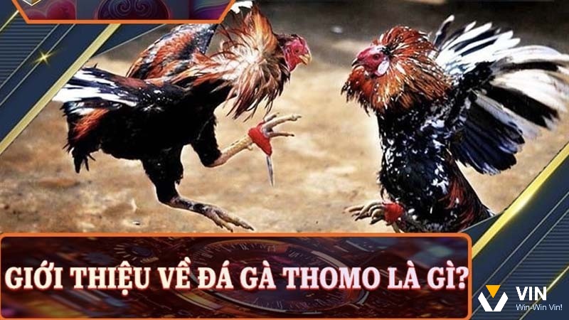 Tìm hiểu thông tin về loại hình đá gà thomo