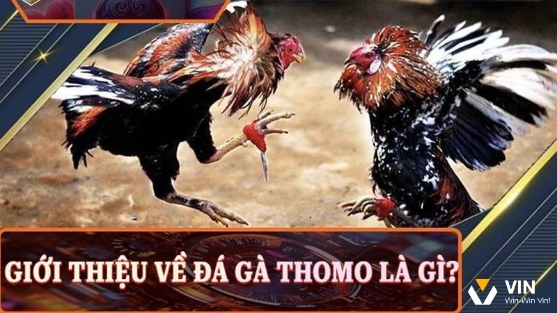 Đá gà thomo trực tiếp - cá cược giải trí trực tuyến hấp dẫn