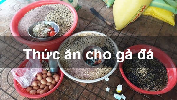 Các loại mồi cho gà đá: Thức ăn giúp các chiến kê khỏe mạnh