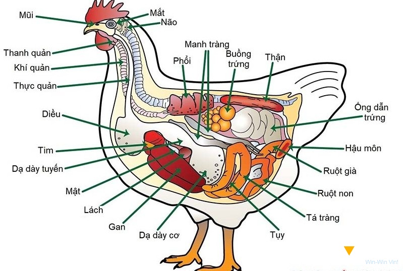 Chăm sóc hệ tiêu hóa của gà để đánh giá và phát hiện sớm các vấn đề liên quan