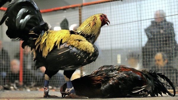 Cách chọn gà cựa sắt mang lại hiệu suất thi đấu cao nhất