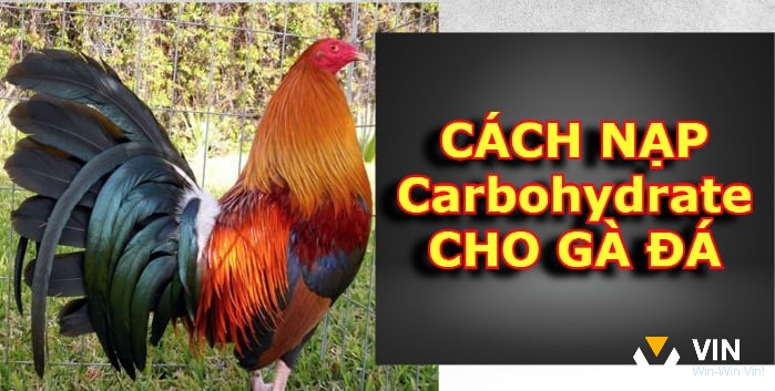 Cách nạp carbo cho gà đá là gì?
