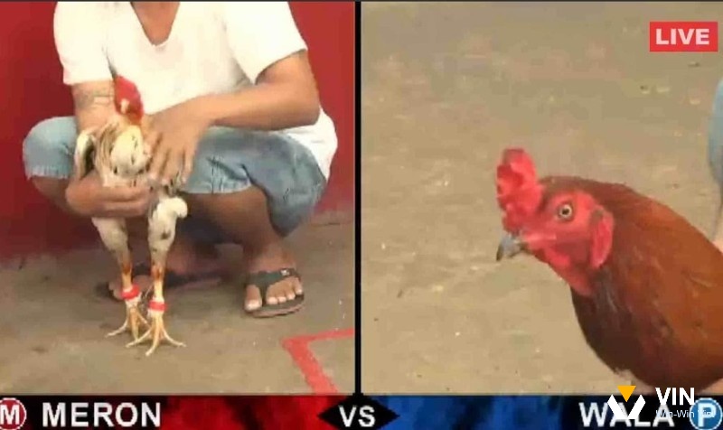 Cược Meron vs cược Wala trong đá gà Philippines