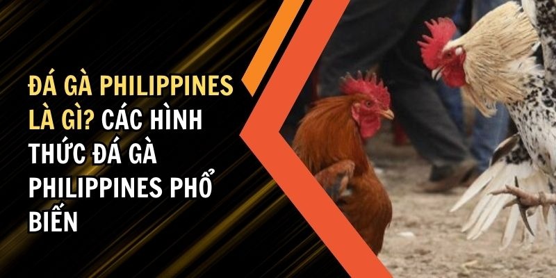 Đá gà Philippines là gì? Luật chơi đá gà Philippines cơ bản