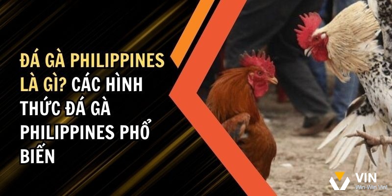 Đá gà Philippines là gì? Đá gà Philippines là một hình thức đá gà đỉnh cao