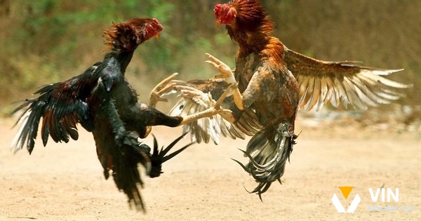 Đá gà cựa dao là hình thức giải trí độc đáo và hấp dẫn nhất hiện nay 