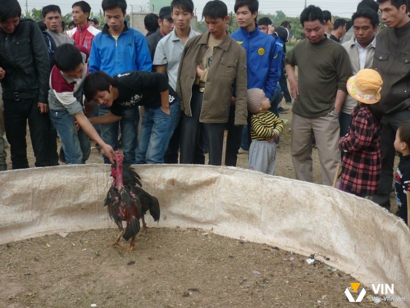 Tìm hiểu về những hình thức tham gia đá gà cựa dao cơ bản cho người mới 
