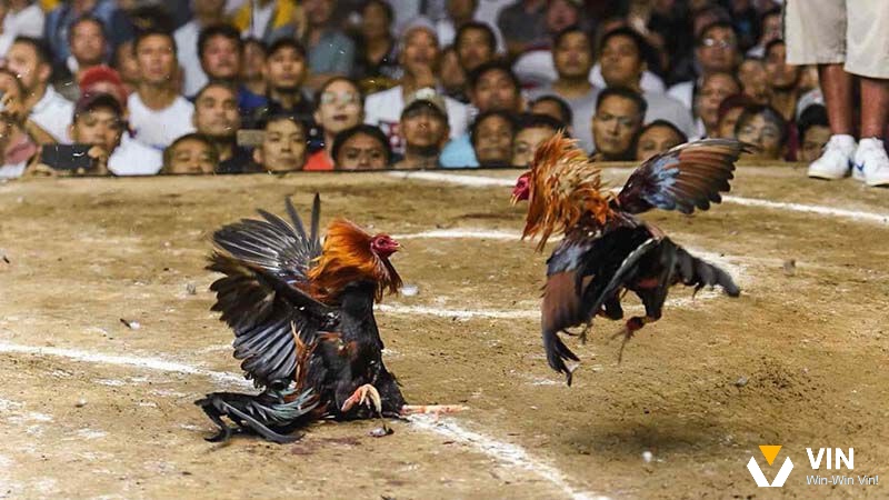 Cùng Vi68 tìm hiểu về luật chơi đá gà cựa dao nhé 