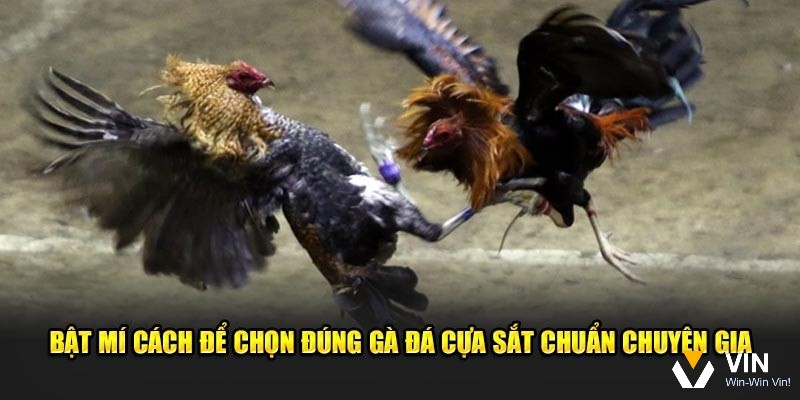 Nắm thông tin về cách chọn cựa sắt cho gà đá để áp dụng hiệu quả