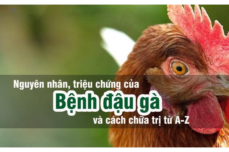 Cách chữa gà chọi bị thuỷ đậu đơn giản, hiệu quả nhất