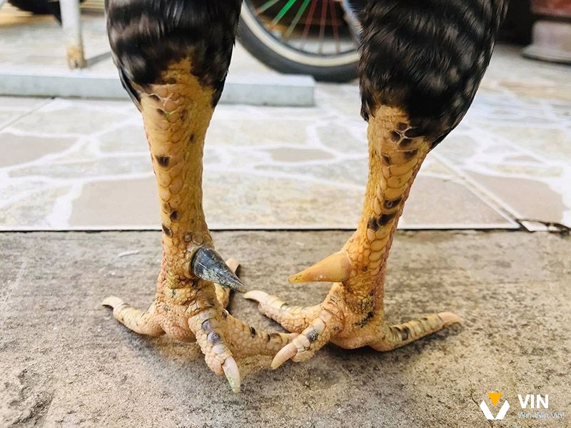 Gà đá cựa nhật nguyệt là tốt hay xấu