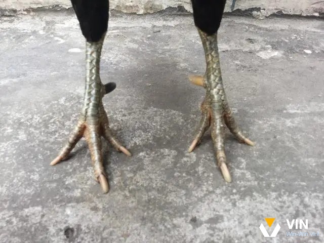 Gà đá cựa nhật nguyệt đá có tốt không?