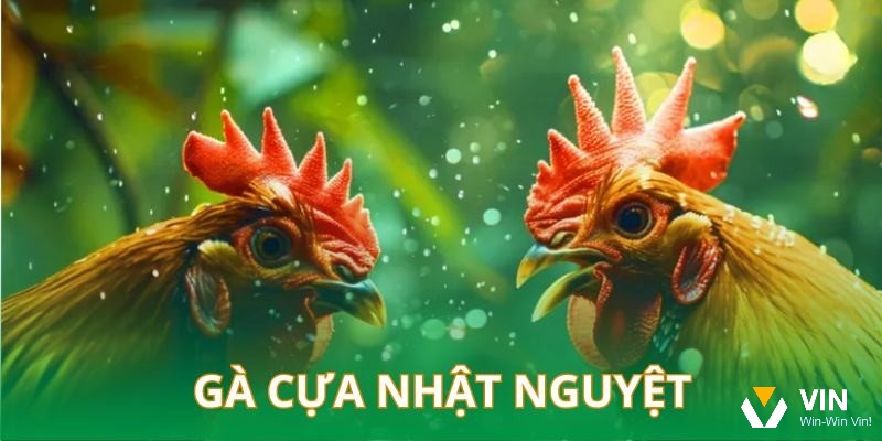 Lưu ý khi sở hữu Gà đá cựa nhật nguyệt
