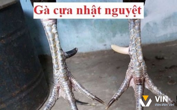 Giống sà đá cựa nhật nguyệt là gì?
