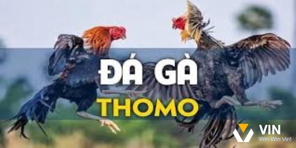 Ưu điểm của hình thức đá gà thomo