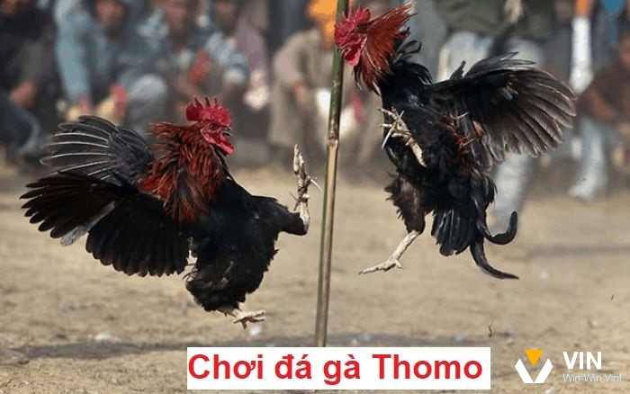 Cách phân định thắng thua trong luật chơi đá gà thomo