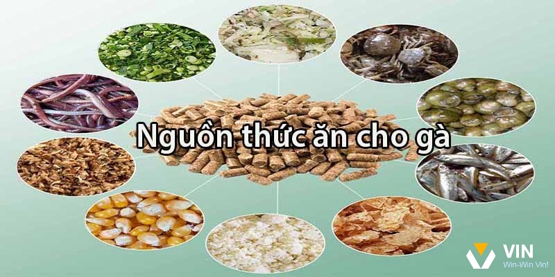 Cách chữa gà chọi bị rút gân - Cải thiện thức ăn cho gà