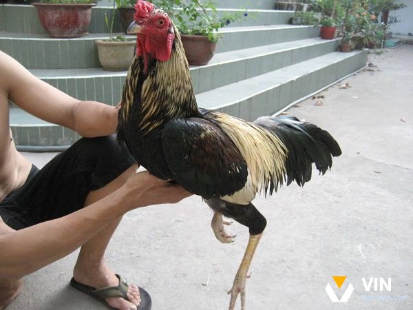 Nguyên nhân xác định cách chữa gà chọi bị rút gân đúng nhất
