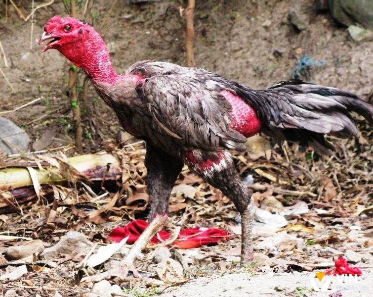 Cách chữa gà chọi bị sưng phù mặt hiệu quả nhất
