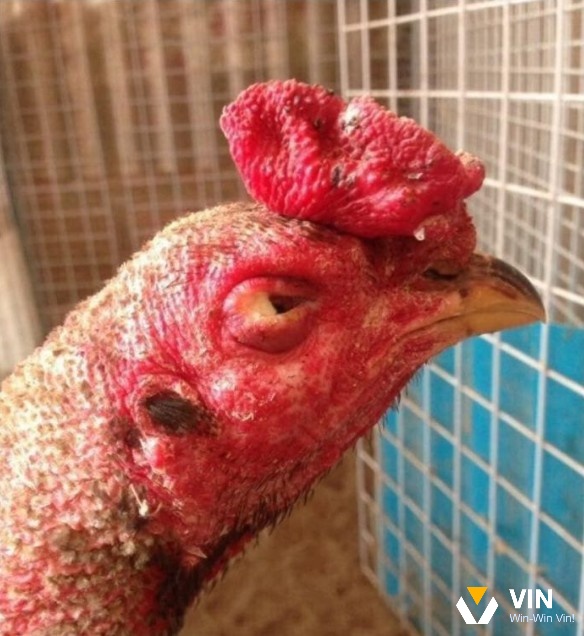 Gà chọi bị sưng phù mặt là bệnh gì và cách chữa gà chọi bị sưng phù mặt ra sao?