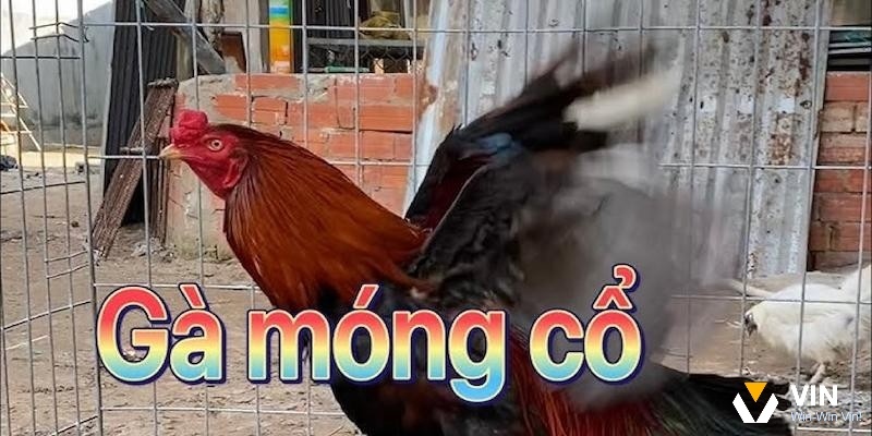 Gà móng cổ có những đặc điểm gì? Giới thiệu gà móng cổ