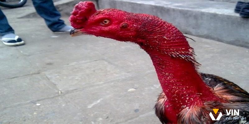 Nguồn gốc của gà móng cổ là gì?