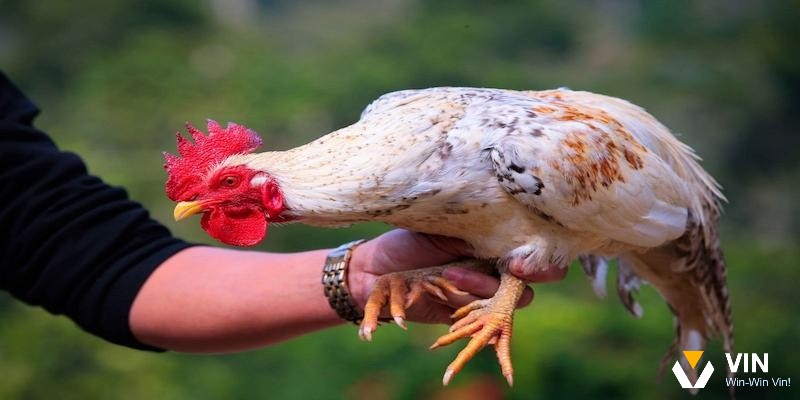 Lý do gì gà móng cổ lại được yêu thích?