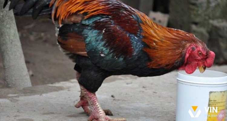 Đặc điểm nổi bật của gà móng cổ