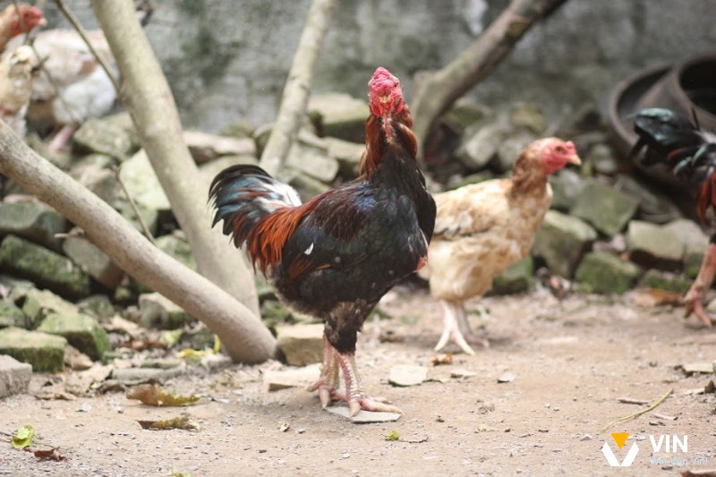 Lưu ý khi chăm sóc cho gà móng cổ