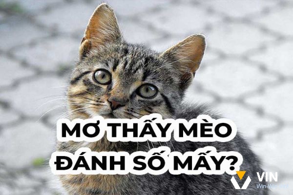 Vin68 giải đáp mơ thấy mèo chết đánh con gì là số nào?