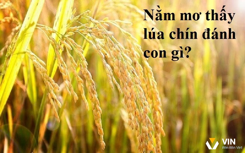 Nằm mơ thấy lúa chín đánh con gì được Vin68 lý giải theo bối cảnh 