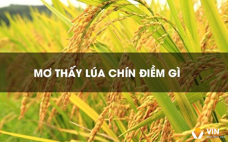 Vin68 giải mã điềm báo thông qua bối cảnh mơ 