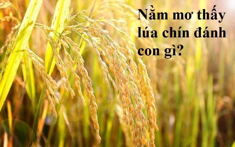 Nằm mơ thấy lúa chín đánh con gì, số mấy giúp trúng lớn?