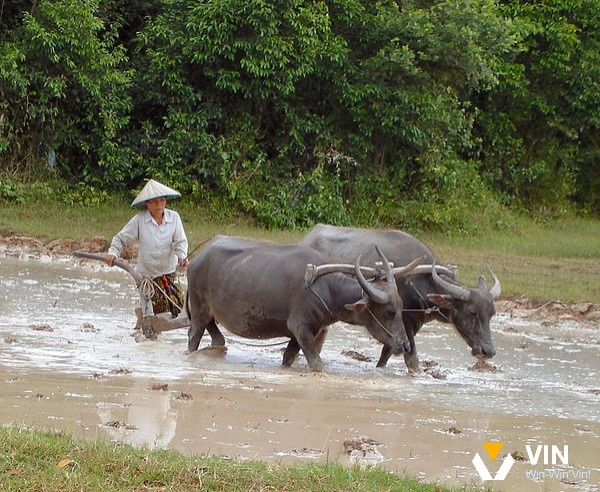 Mơ hai con trâu cùng cày một ruộng là tín hiệu tốt về sự đồng lòng và hỗ trợ từ mọi người