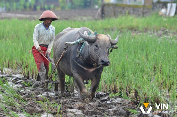 Mơ thấy trâu cày ruộng bị chủ quất roi phản ánh áp lực hoặc sự bất mãn trong công việc