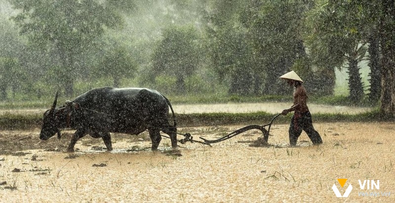 Mơ trâu cày ruộng dưới trời mưa báo hiệu những điều tiêu cực được loại bỏ và bắt đầu lại từ đầu