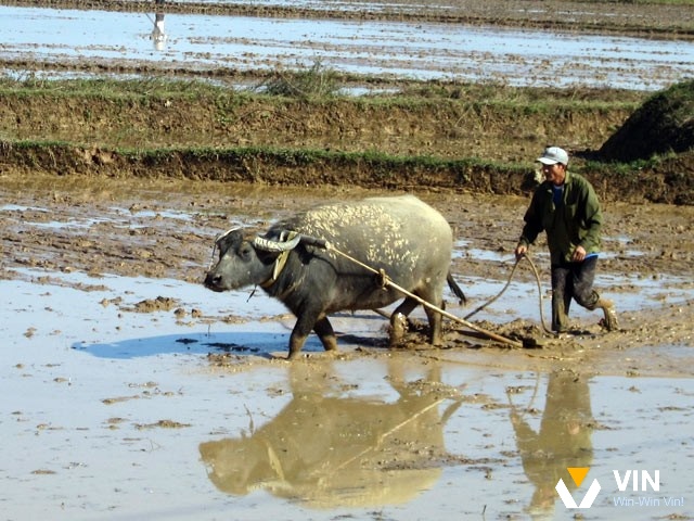 Mơ thấy trâu cày ruộng trên đồng rộng mang đến cảm giác yên bình và sung túc