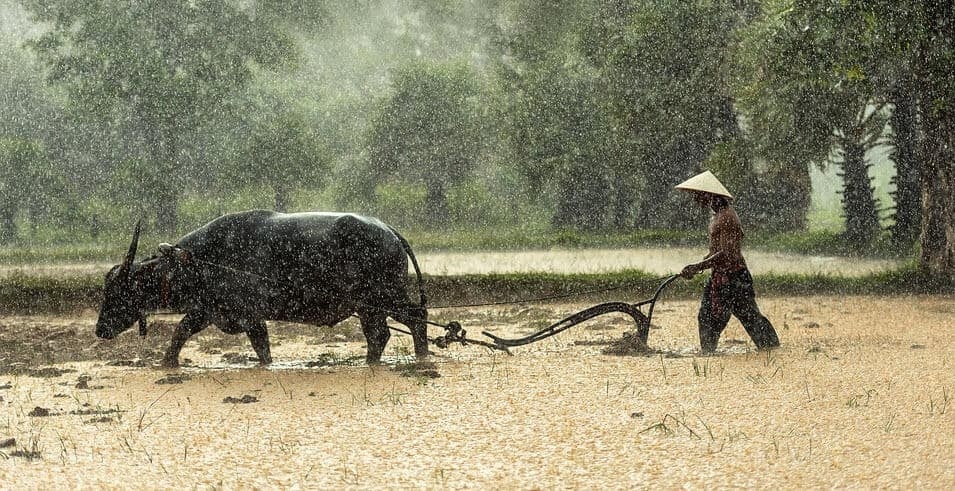 Mơ thấy trâu cày ruộng đánh đề con gì? Giải mã cùng Vin68