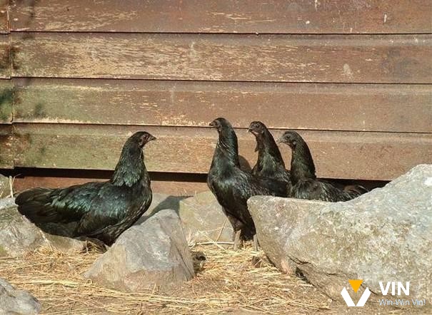 Chuồng trại nuôi gà rộng rãi và thoáng mát để gà vận động đảm bảo sức khỏe cho gà
