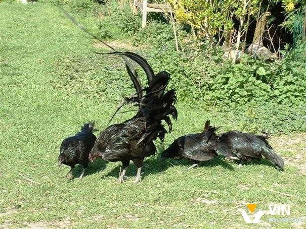 Việc tiêm phòng và trị bệnh giúp gà có sức đề kháng vượt qua nhiều loại bệnh