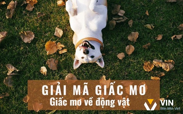 Ý nghĩa của những giấc mơ nhìn thấy động vật