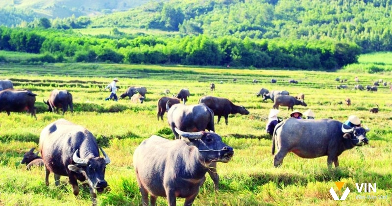 Mơ thấy giết trâu đánh con gì cho dễ trúng