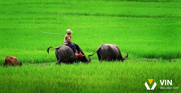 Thời điểm phù hợp để chơi khi giấc mơ thấy giết trâu đánh con gì?