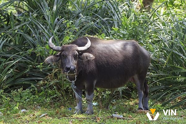Những vấn đề hay gặp trong giấc mơ thấy giết trâu đánh con gì?