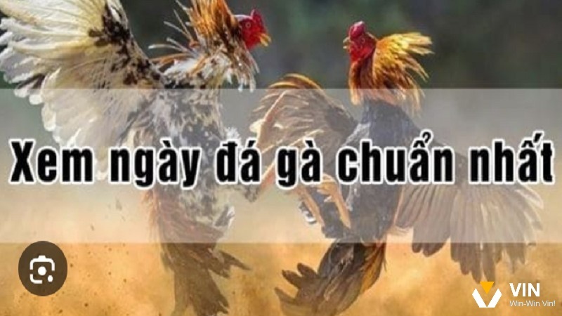 Cách xem ngày đá gà chuẩn xác nhất - Cách chọn ngày tốt 2025