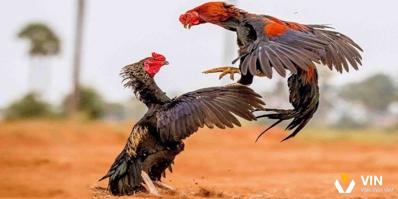 Sự kết hợp hài hòa giữa ngày và giờ là điểm mấu chốt trong cách xem ngày đá gà hoàn chỉnh