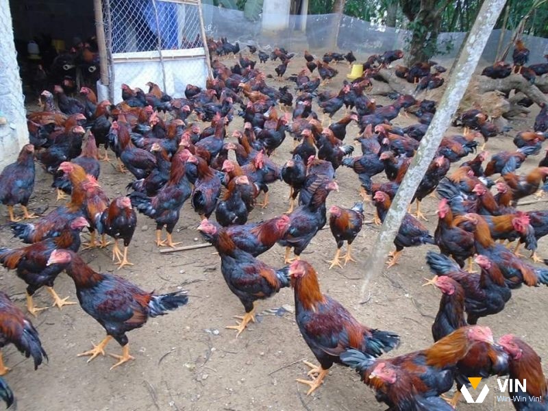 Chuồng trại là yếu tố quan trọng ảnh hưởng trực tiếp đến sức khỏe và sự phát triển của gà chọi mã lai
