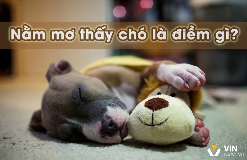 Giải mã giấc mơ thấy con chó và tìm ra điềm báo 