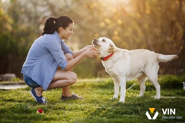 Chiêm bao chó vẫy đuôi mừng ngụ ý quý nhân trợ giúp 