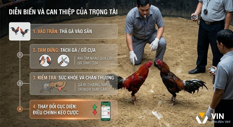 Quy trình 4 bước diễn biến trận đấu và can thiệp của trọng tài đá gà, thể hiện các tình huống xử lý và điều chỉnh kèo cược